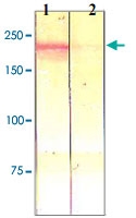PAB12613 - CD136 / MST1R