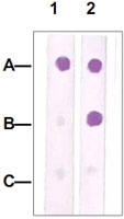 PAB12614 - CDK1