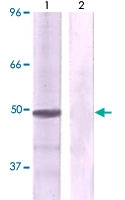 PAB12615 - AP-1 / c-Jun