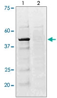 PAB12617 - CREB1