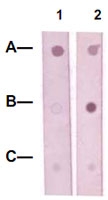 PAB12617 - CREB1
