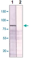 PAB12622 - Estrogen receptor alpha