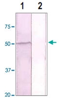 PAB12623 - GSK3 alpha