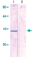 PAB12626 - NFKBIA / IKBA