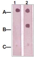 PAB12627 - IRS1