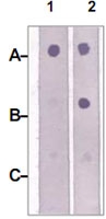 PAB12629 - IRS2