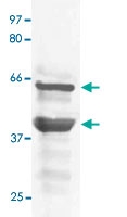 PAB12630 - MAPK8 / JNK1