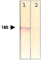 PAB12632 - LRP6