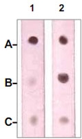 PAB12636 - Neurofibromin