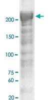 PAB12636 - Neurofibromin