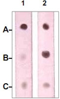 PAB12637 - Neurofibromin