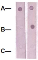 PAB12646 - SOX9