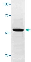 PAB12646 - SOX9