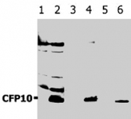 PAB1265 - cfp10 / esxB