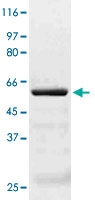 PAB12652 - AKT3 / PKB gamma