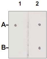 PAB12654 - Androgen receptor