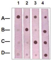 PAB12658 - Catenin beta-1