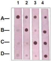 PAB12661 - Catenin beta-1