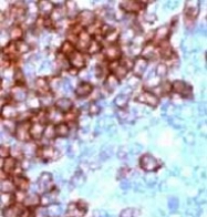 PAB12667 - CD247 / CD3Z