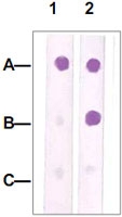 PAB12668 - CDK1
