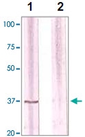 PAB12668 - CDK1