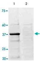 PAB12673 - CREB1