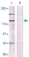 PAB12674 - CD115