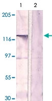 PAB12675 - CD115