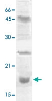 PAB12679 - Histone H3.2