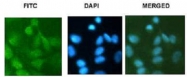 PAB12679 - Histone H3.2