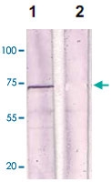PAB12681 - Estrogen receptor alpha