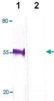 PAB12685 - FOXP3