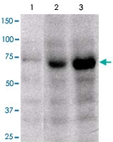 PAB12686 - FOXP4 / FKHLA