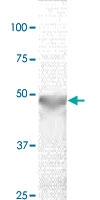 PAB12690 - GSK3 beta