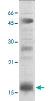PAB12691 - Histone H3.2