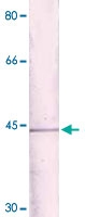 PAB12693 - NFKBIA / IKBA