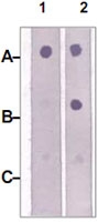 PAB12697 - IRS2