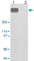 PAB12715 - mTOR / FRAP1