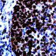 PAB12722 - PCNA