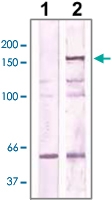 PAB12728 - ROCK2