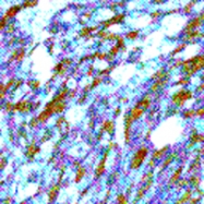 PAB12732 - S100A1