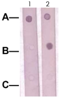 PAB12737 - SOX9