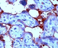 PAB12739 - TGF-beta-2 (TGFB2)