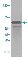 PAB12747 - PRKAA1