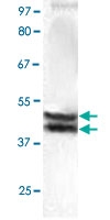 PAB12748 - ERK2
