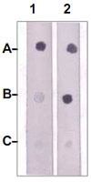 PAB12749 - Tyrosine-protein kinase JAK2