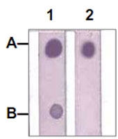 PAB12752 - STAT1
