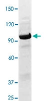 PAB12752 - STAT1