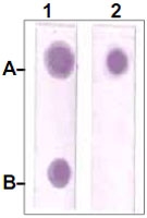 PAB12753 - STAT3