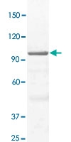 PAB12753 - STAT3